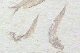 Multiple () Small Knightia Fossil Fish - Wyoming #77130-2